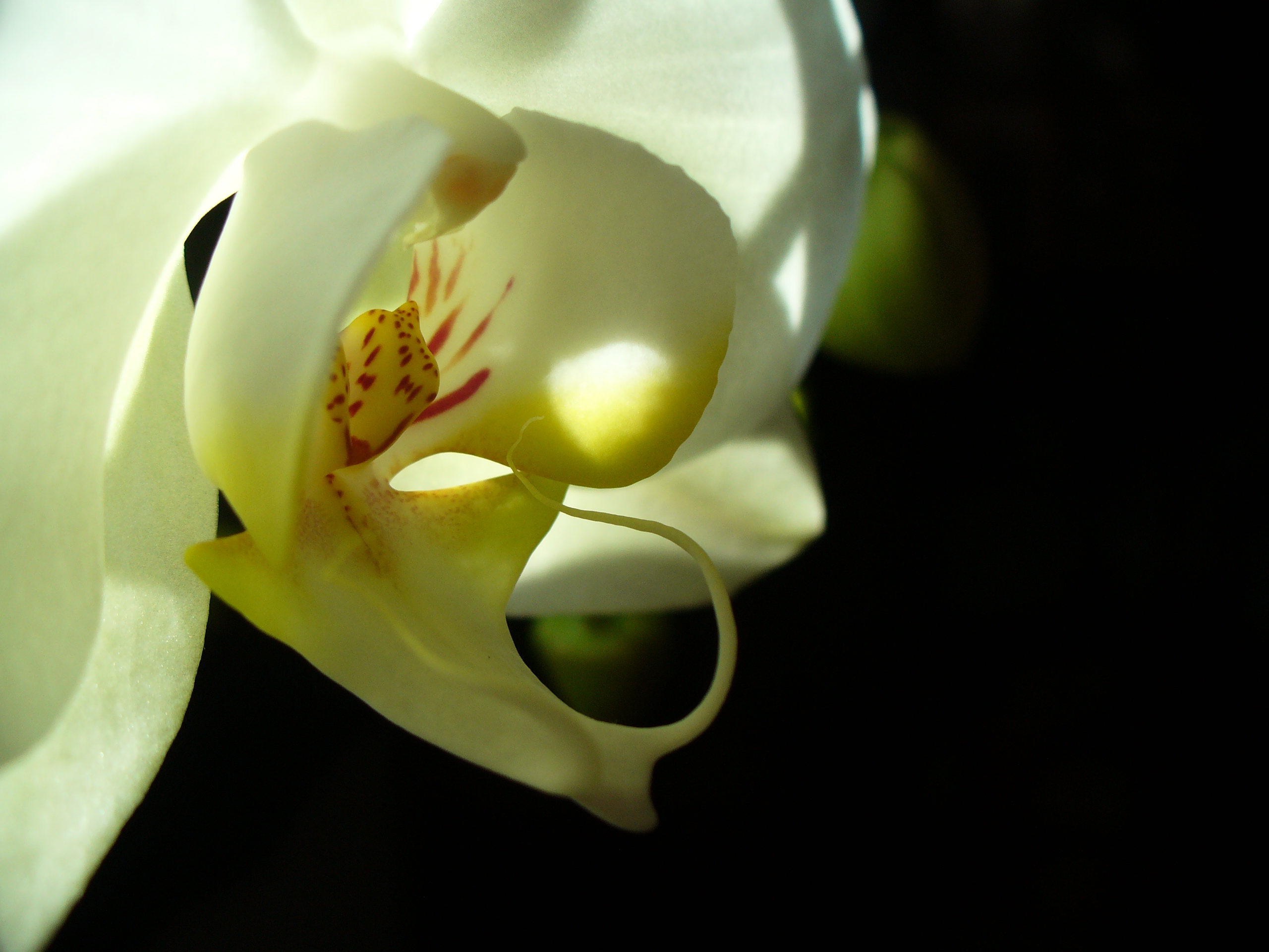 White_Phalaenopsis_orchid